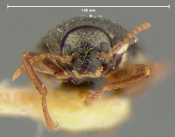 Media type: image;   Entomology 2281 Aspect: head frontal view